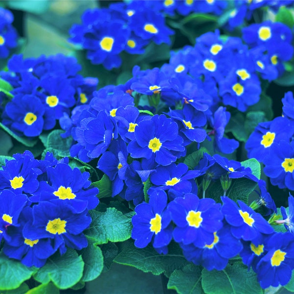 15 Accord BLUE ENGLISH PRIMROSE Primula Vulgaris Part Shade Houseplant Flower Seeds