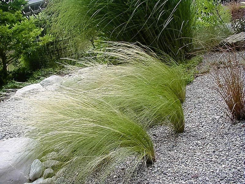 Graines D'herbe Aux Cheveux D'ange (Stipa Tenuissima) - Sachet 0,05 G, Plante Ornementale Vaporeuse