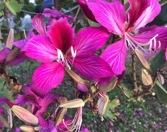 10 PURPLE ORCHID TREE Bauhinia Purpurea Camel's Foot Butterfly Flower Tree Hummingbird Seeds
