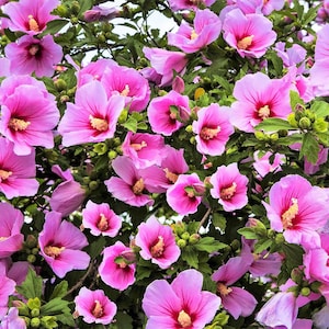 25 Dark Pink ROSE Of SHARON HIBISCUS Syriacus Flower Tree Bush Seeds *Flat Shipping