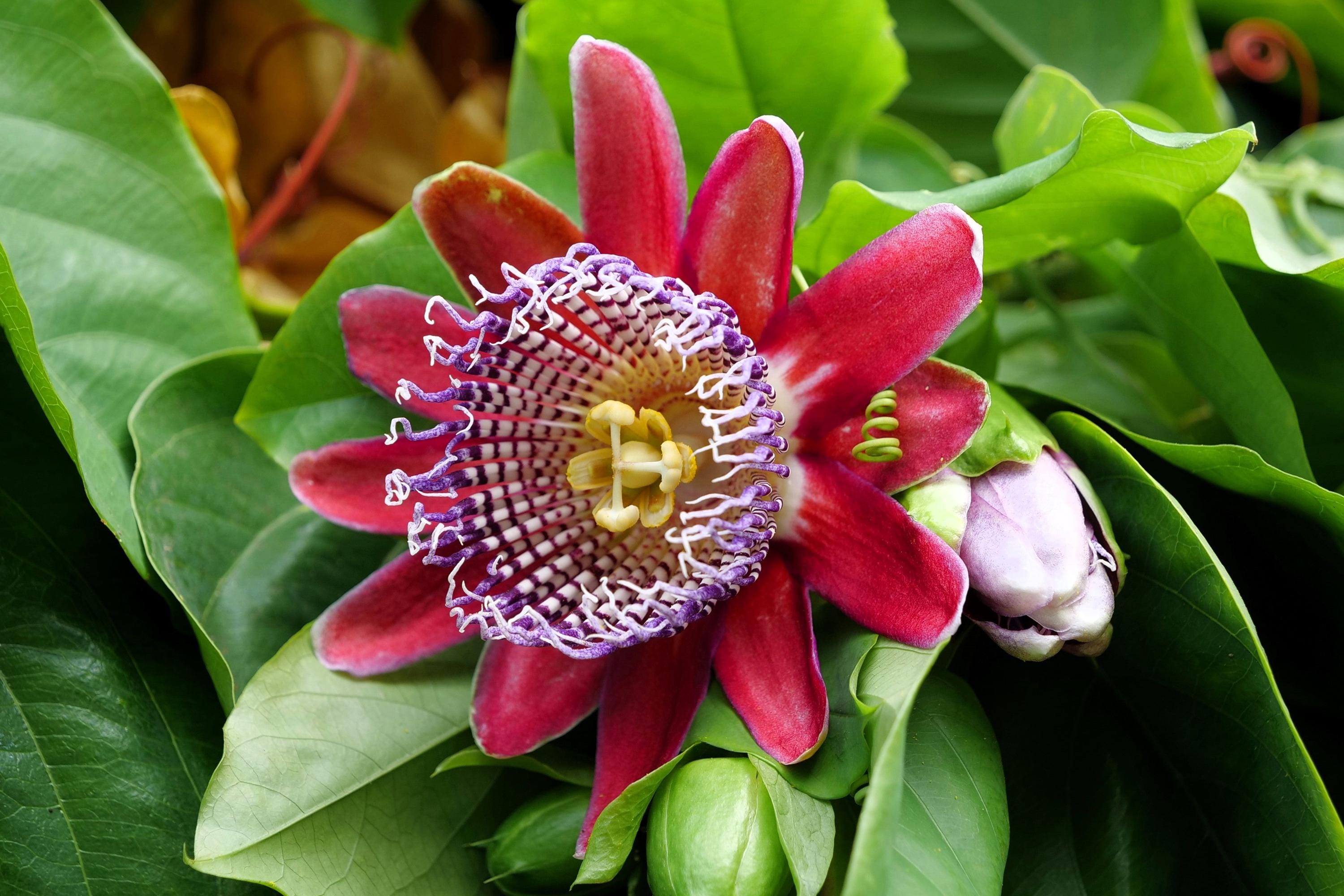 希少❣️アラタ✴︎パッシフローラ・アラタPassiflora alata香りも良い♪ パッシフローラアラタ パッションフルーツ トロピカル