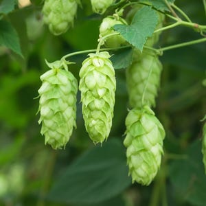 25 COMMON HOPS European Humulus Lupulus Vine Seeds Beer Making Ingredient Seeds