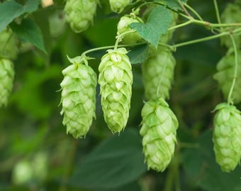 25 GEMEINSAME HOPFEN Europäische Humulus-Lupulus-Rebensamen, Zutaten für die Bierherstellung