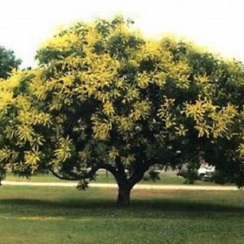 Golden Rain Tree koelreuteria Paniculata Seedling Etsy