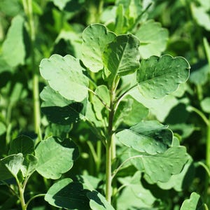 25 PAPALO Yerba Porosa, Summer Cilantro, Bolivian Coriander, Porophyllum Ruderale Culinary Herb Seeds
