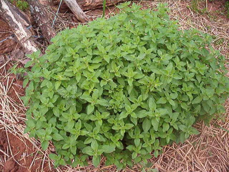 500 GREEK OREGANO Italian / Winter Marjoram Oreganum Vulgare Etsy
