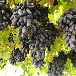 5 BLACK FINGER GRAPE Vitis Viniferia Fruit Vine Seeds