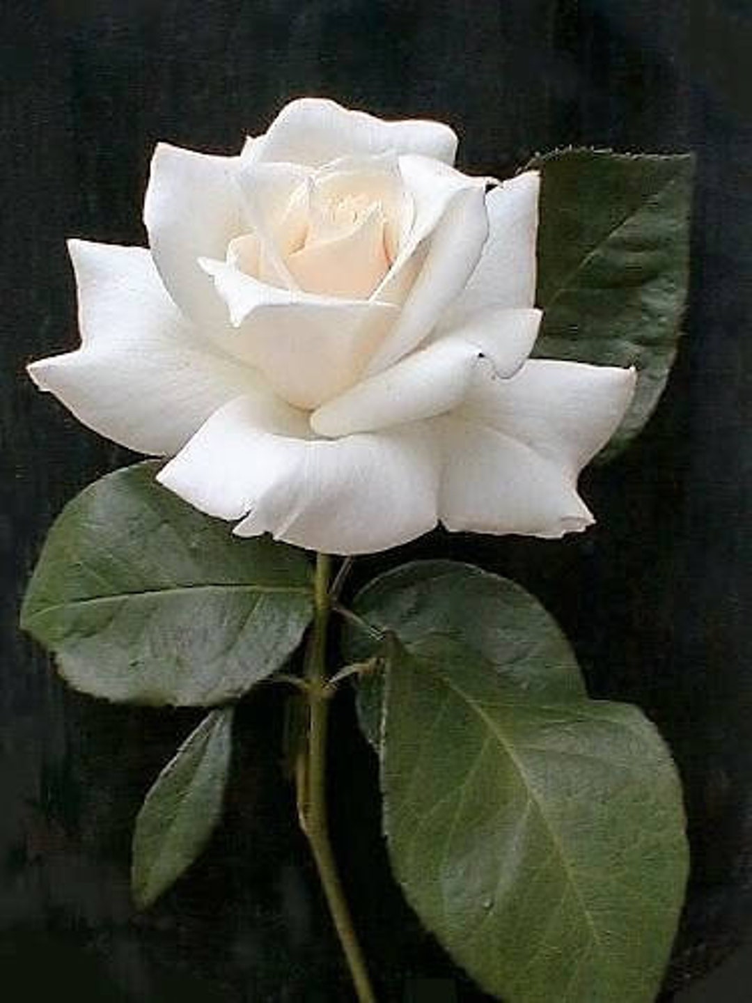 5 WHITE ROSE Rosa Bush Shrub Perennial Flower Seeds flat - Etsy