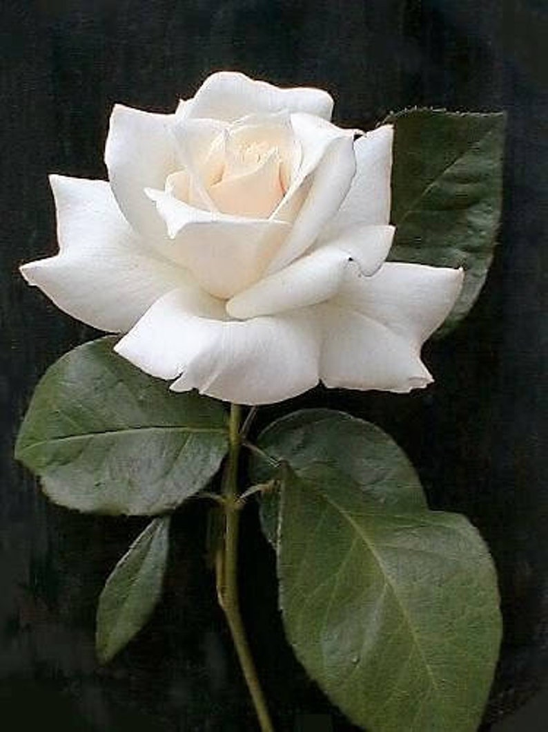 5 WHITE ROSE Rosa Bush Shrub Perennial Flower Seeds Flat Shipping image 1