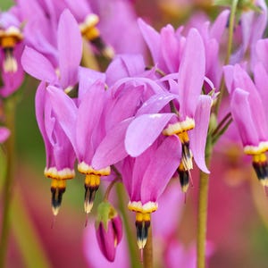 25 MIDLAND SHOOTING STAR (Flamingo Flower / Birds Bills / Prairie Pointer) Dodecatheon Meadia Flower Seeds