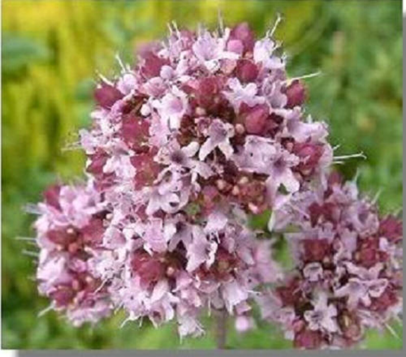 2000 SWEET MARJORAM Origanum Majorana Herb Flower Seeds Etsy