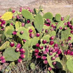 10 Yellow PRICKLY PEAR CACTUS Nopal Opuntia Ficus-Indica Flower Purple Fruit Seeds