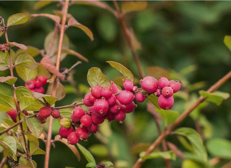 25 CORALBERRY Shrub Flower Pink Indian Currant Symphoricarpos Orbiculatus Seeds image 1