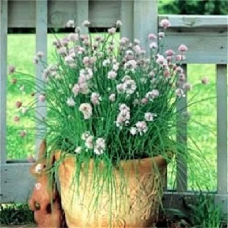 250 GARLIC CHIVE Allium Tuberosum Vegetable Seeds image 3