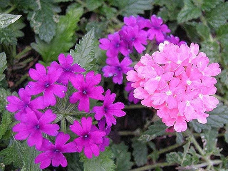 100 MIXED COLORS VERBENA Hortensis Flower Seeds image 4