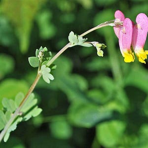 50 ROCK HARLEQUIN Pink & Yellow Corydalis Sempervirens Flower Seeds image 9