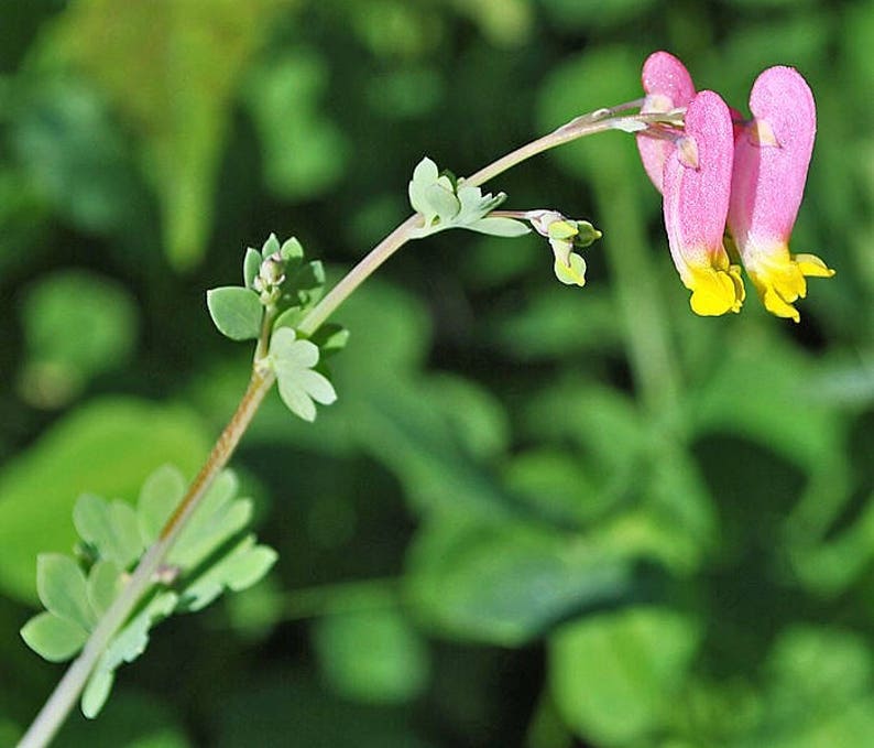 50 ROCK HARLEQUIN Pink & Yellow Corydalis Sempervirens Flower Seeds image 9