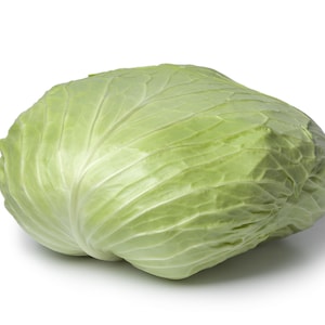500 sementes vegetais planas holandesas de repolho tardio Brassica Oleracea capitata