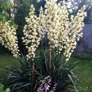 100 YUCCA (Soapweed / Soapwell / Beargrass / Great Plains Yucca) Yucca Glauca Flower Seeds