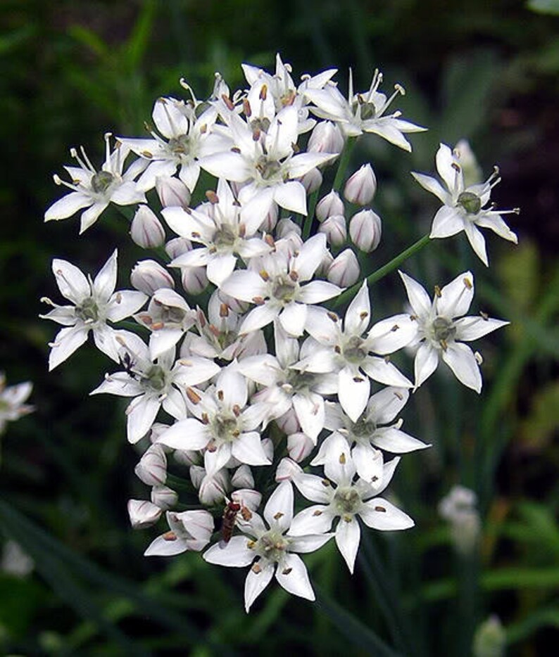 250 GARLIC CHIVE Allium Tuberosum Vegetable Seeds image 2