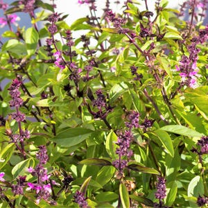 1000 CINNAMON BASIL Ocimum Basilicum HERB Flower Seeds