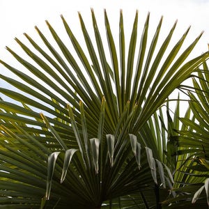 30 CALIFORNIA FAN PALM Tree Petticoat Arizona Desert Washingtonia Filifera Seeds image 3