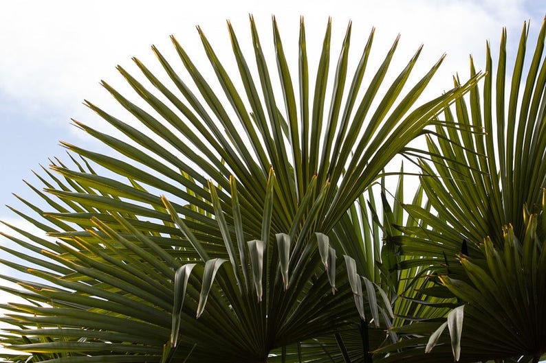 30 CALIFORNIA FAN PALM Tree Petticoat Arizona Desert Washingtonia Filifera Seeds image 3