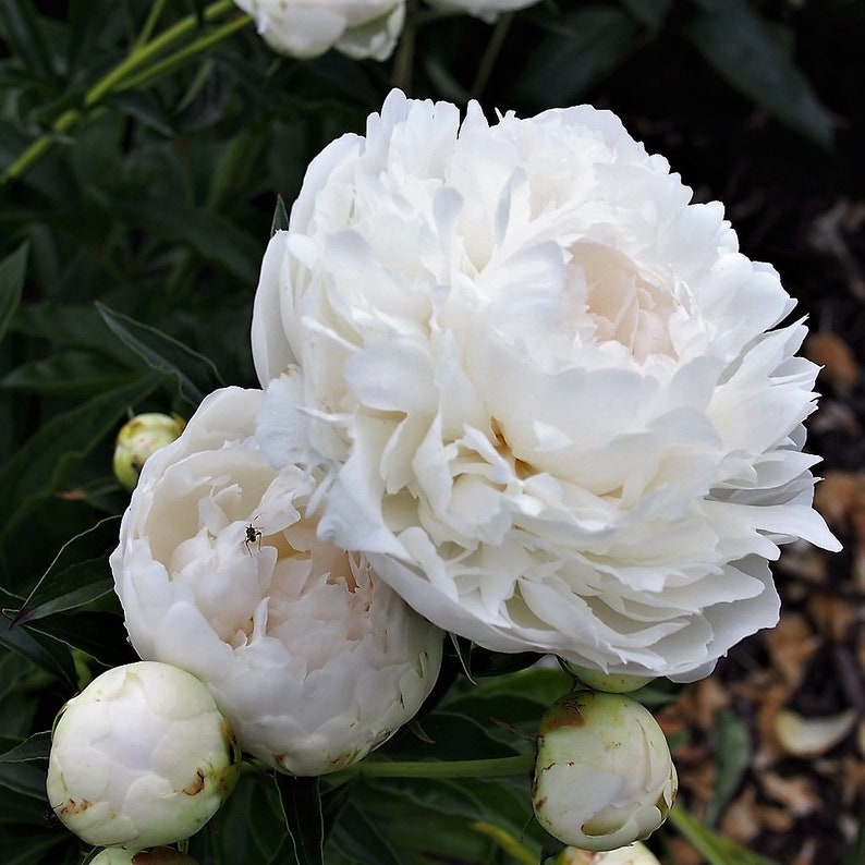 5 GARDEN PEONY Paeonia Lactiflora Red Pink White Mix Chinese - Etsy