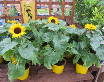 30 INCREDIBLE DWARF SUNFLOWER Helianthus Annuus Flower Seeds