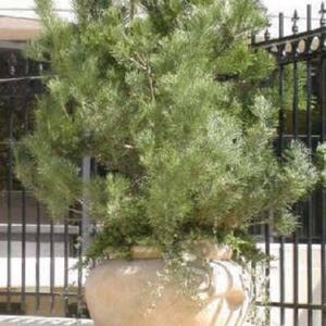 10 Japanese BLACK PINE TREE Evergreen Pinus Thunbergii Seeds *Flat Shipping