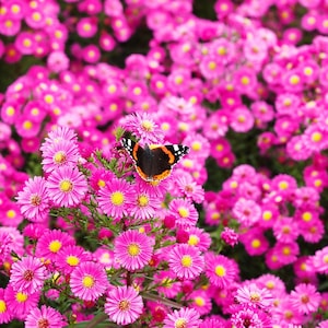 100 Pink NEW ENGLAND ASTER Aster Novae var Angliae Flower Seeds