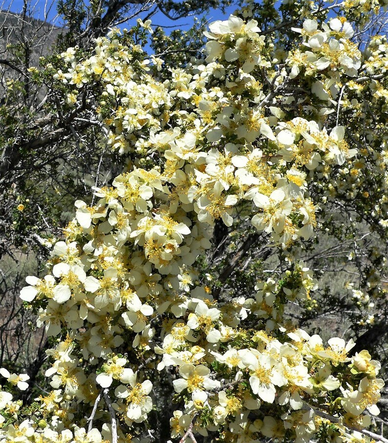 40 STANSBURY CLIFFROSE Purshia Stansburiana Cliff Rose Native Etsy