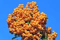 100 SEABERRY Sea Buckthorn Elaeagnus Hippophae Rhamnoides Orange Berry Fruit Shrub Yellow Flower Silver Foliage Seeds
