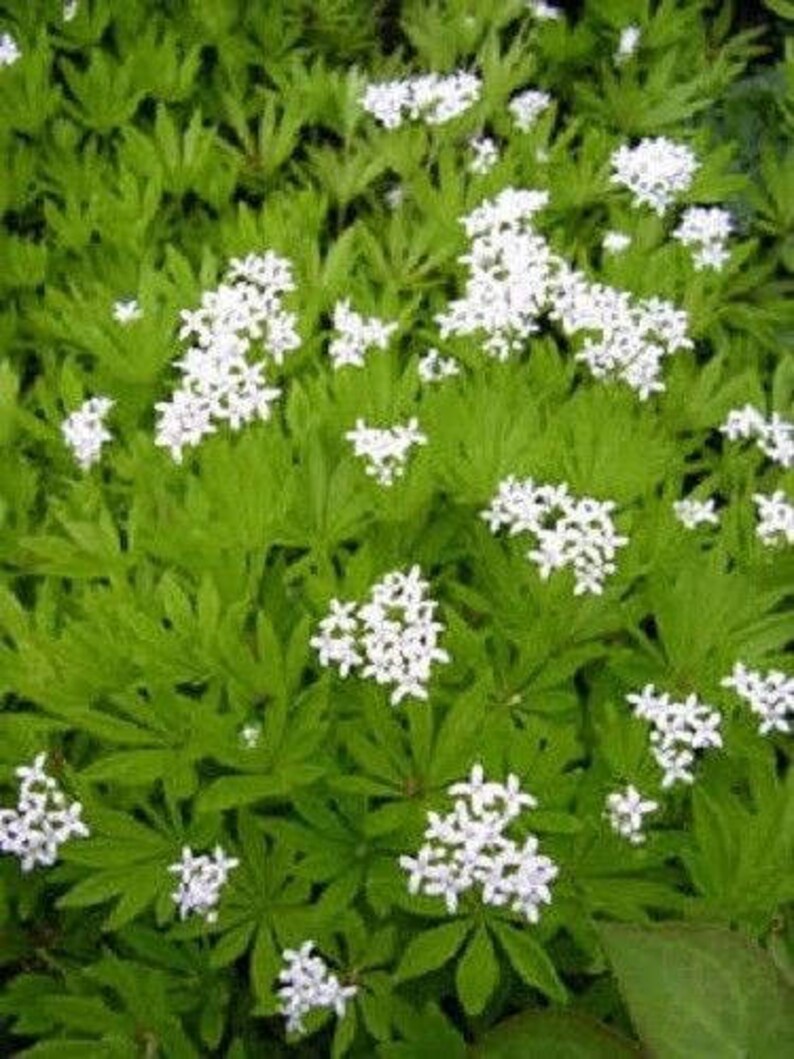 20 SWEET WOODRUFF ASPERULA Galium Odoratum Shade White Flower image 5