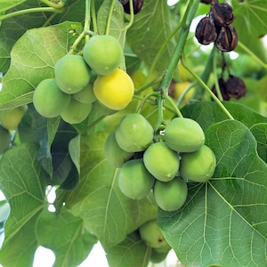 5 PHYSIC NUT Barbados Purging JATROPHA Curcas Tree Seeds Bio-Diesel *Comb S/H