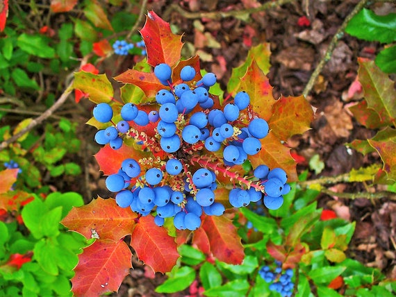 20 OREGON GRAPE Holly Fruit Vine Hollyleaved Barberry Mahonia - Etsy France