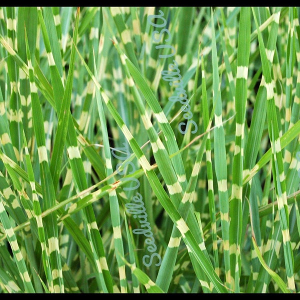 10 ZEBRA GRASS Variegated Maiden Grass Miscanthus Sinensis Zebrinus aka Chinese or Japanese Silver Grass / Plume Grass / Eulalia Seeds