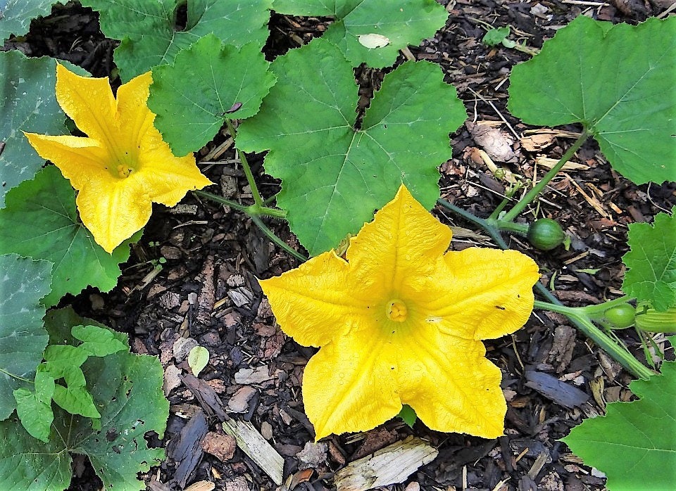 25 KOLKHOZNITSA MELON Collective Farm Woman Cucumis Melo Russian Fruit Seeds