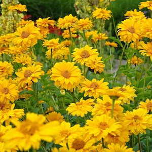 50 SUMMER SUN SUNDROPS Amarelo Heliopsis Scabra Falso Sementes de Flor de Girassol