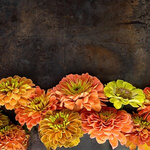 20 Organic QUEENY LIME Mix ZINNIA Elegans Mixed Colors Red Orange ...