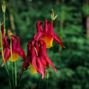 100 ORIENTALISCHE COLUMBINE Pflaume & weiße Aquilegia Vulgaris Blumensamen