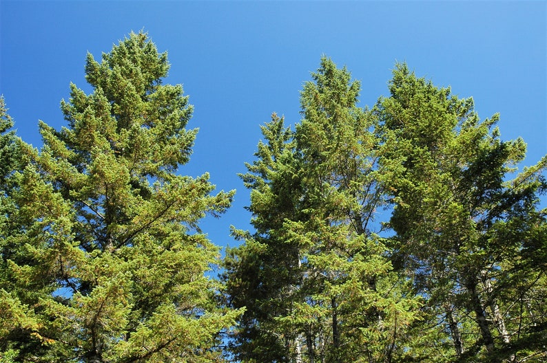 20 DOUGLAS FIR Tree Abies Pseudotsuga Menziesii Christmas Tree Blue Douglas Pine Spruce Native Evergreen Seeds image 5