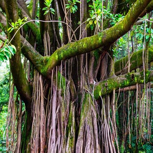 30 FICUS TREE (bodhi Tree / Sacred Fig / Bo Tree / Pipal) Ficus ...