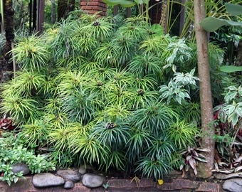 50 UMBRELLA PLANT CYPERUS Alternifolius Papyrus Grass Umbrella Palm Flower Seeds