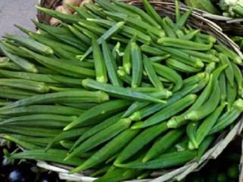 300 CLEMSON Spineless GREEN OKRA Abelmoscgus Esculentus Etsy