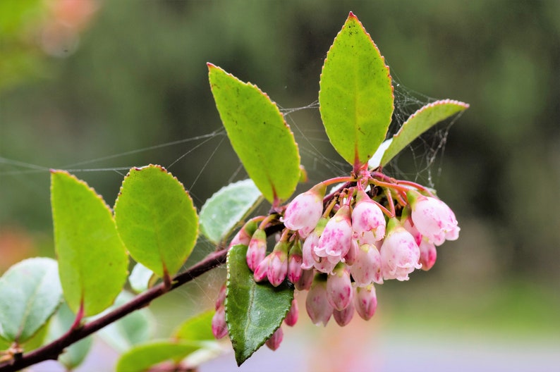 50 California EVERGREEN HUCKLEBERRY Vaccinium Ovatum Fruit aka Box Blueberry Native Pink & White Flower Blue Black Berry Shrub Seeds image 10