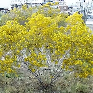 25 Yellow SILVER CASSIA Silvery Leaf Senna Artemisioides Seeds *Flat Shipping