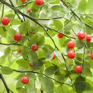 30 RED HUCKLEBERRY Vaccinium Parvifolium aka Red Blueberry & Red Bilberry Pink Flower Berry Edible Fruit Shrub Seeds