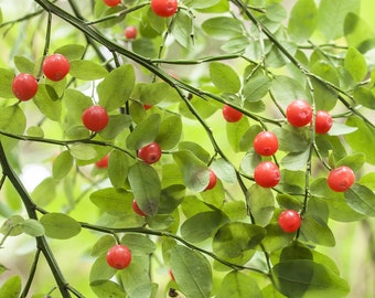 30 RED HUCKLEBERRY Vaccinium Parvifolium aka Red Blueberry & Red Bilberry Pink Flower Berry Edible Fruit Shrub Seeds