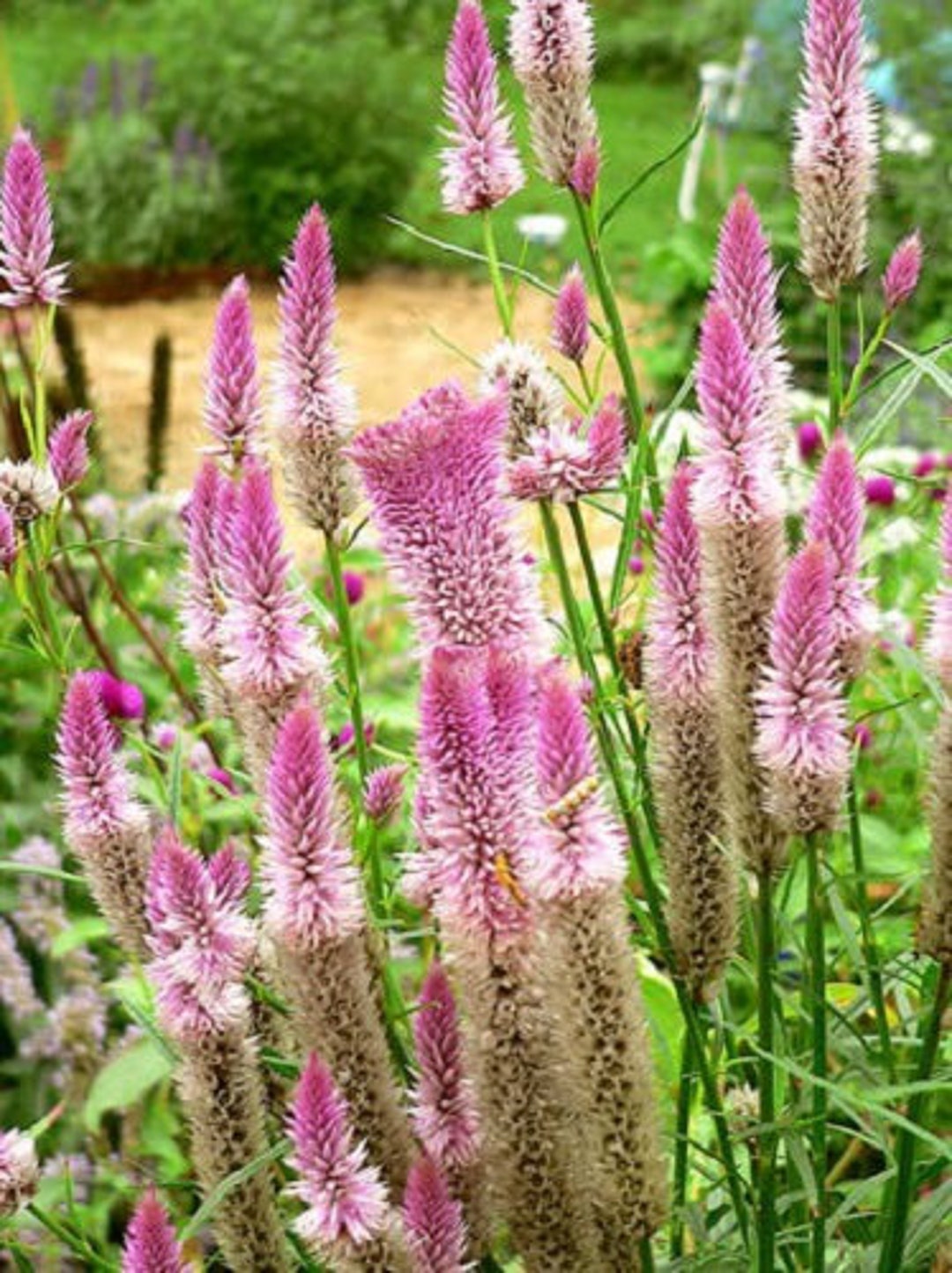 Celosia Seeds - Wheat - Flamingo Series